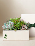 Succulents in gift box. - Image 