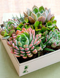 Succulents in gift box. - Image 