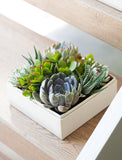 Succulents in gift box. - Image 