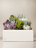 Succulents in gift box. - Image 