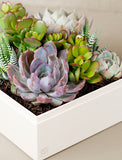 Succulents in gift box. - Image 