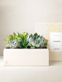 Succulents in gift box. - Image 