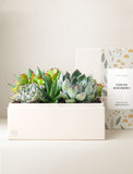 Succulents in gift box. - Image 