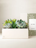 Succulents in gift box. - Image 
