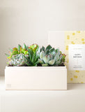 Succulents in gift box. - Image 