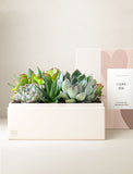 Succulents in gift box. - Image 