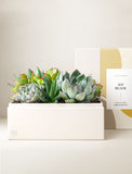Succulents in gift box. - Image 