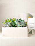 Succulents in gift box. - Image 