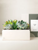 Succulents in gift box. - Image 