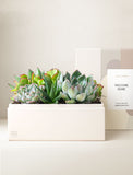 Succulents in gift box. - Image 