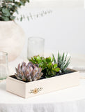 Succulents in gift box. - Image 