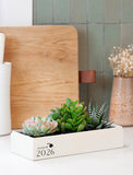 Succulents in gift box. - Image 