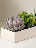 Succulents in gift box. - Image 