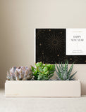 Succulents in gift box. - Image 