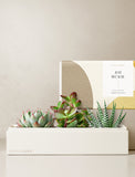 Succulents in gift box. - Image 