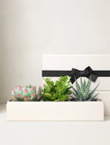 A white rectangular planter box containing three green succulent plants, set in front of a matching white gift box tied with a black ribbon. - Image 