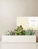 Succulents in gift box. - Image 