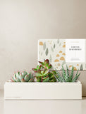 Succulents in gift box. - Image 