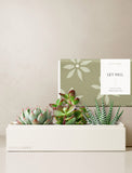 Succulents in gift box. - Image 