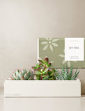 Succulents in gift box. - Image 