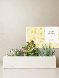 Succulents in gift box. - Image 