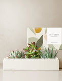 Succulents in gift box. - Image 