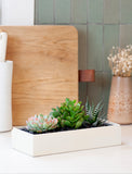 Succulents in gift box. - Image 