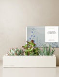 Succulents in gift box. - Image 