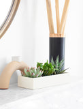 Succulents in gift box. - Image 