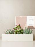 Succulents in gift box. - Image 