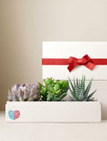 Three assorted succulents in a white gift box with a red ribbon and a patriotic heart emblem. - Image 