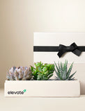 Gift box with plants and 'elevate' branding on a neutral background - Image 