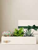 Succulents in gift box. - Image 