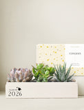 Succulents in gift box. - Image 