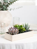 Succulents in gift box. - Image 