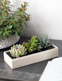 Succulents in gift box. - Image 