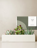 Succulents in gift box. - Image 