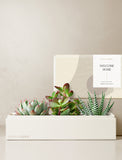 Succulents in gift box. - Image 