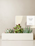 Succulents in gift box. - Image 