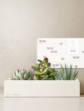 Succulents in gift box. - Image 