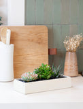 Succulents in gift box. - Image 