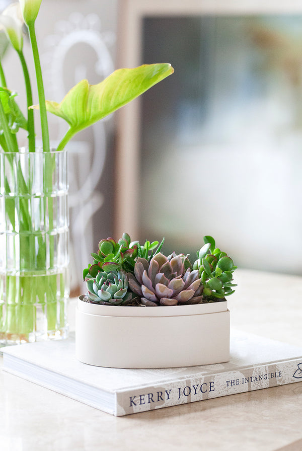 "How Lula's Garden works". Potted succulent plant on a stack of books with a vase of flowers in the background.