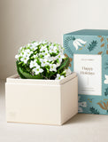 Holiday Kalanchoe Garden - Image 