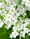 Holiday Kalanchoe Garden - Image 