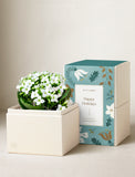 Holiday Kalanchoe & Candle & Matches - Image 