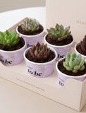 Succulents in mini cups with an occasion. - Image 