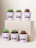 Succulents in mini cups with an occasion. - Image 