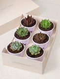 Succulents in mini cups with an occasion. - Image 