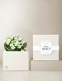 Succulents in gift box. - Image 