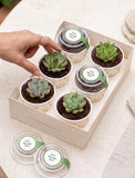 Succulents in mini cups with an occasion. - Image 